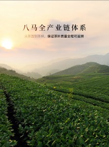 八马茶叶 金骏眉▪东湖之光纪念版